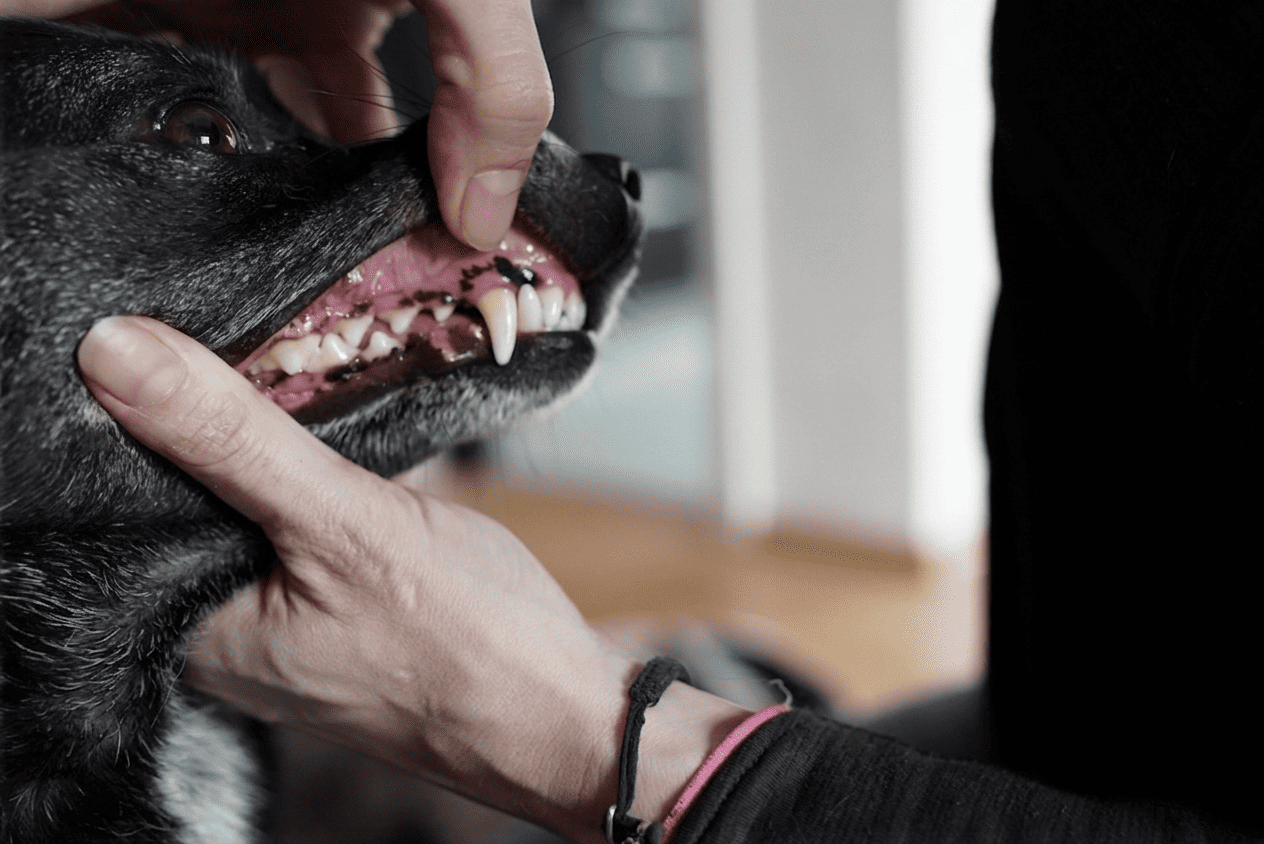 Untersuchung Hundegebiss tierheilpraxis